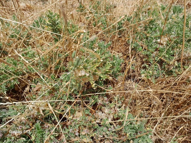 Astragalus armatus photo 7