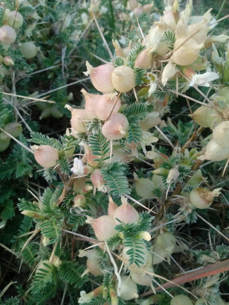 Astragalus armatus photo 8
