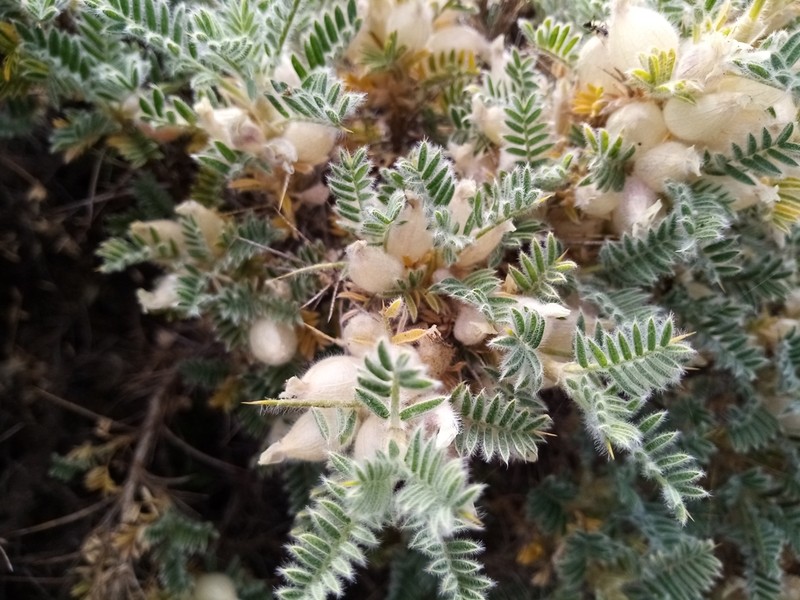 Astragalus armatus
