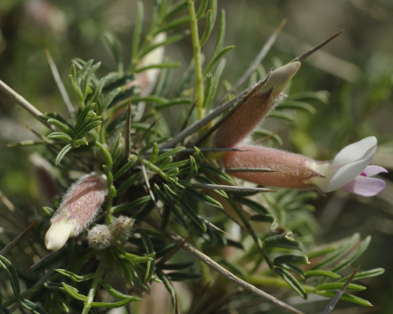 Astragalus armatus subsp. armatus