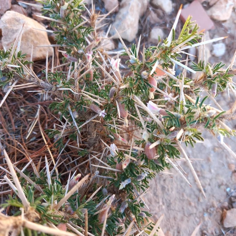Astragalus armatus subsp. armatus photo 2