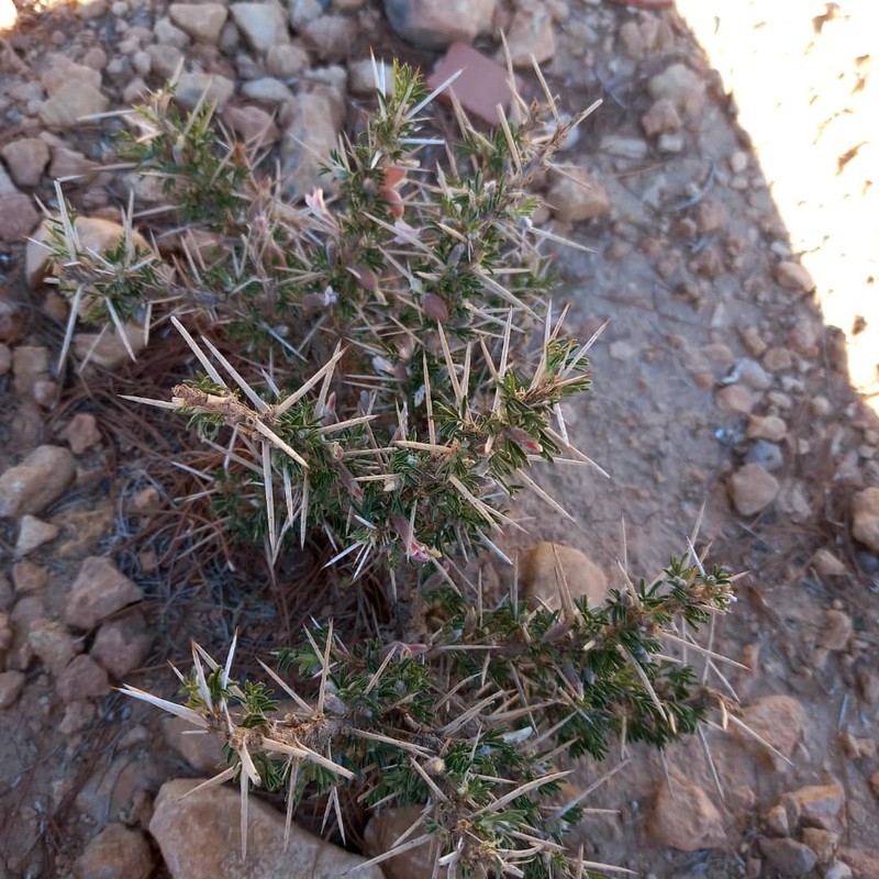 Astragalus armatus subsp. armatus photo 3