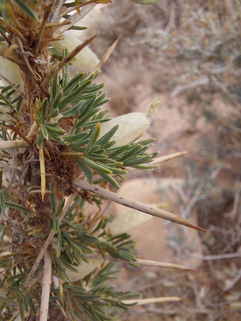 Astragalus armatus subsp. armatus photo 4