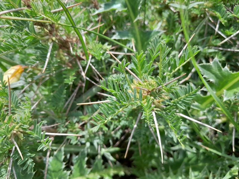 Astragalus armatus subsp. numidicus
