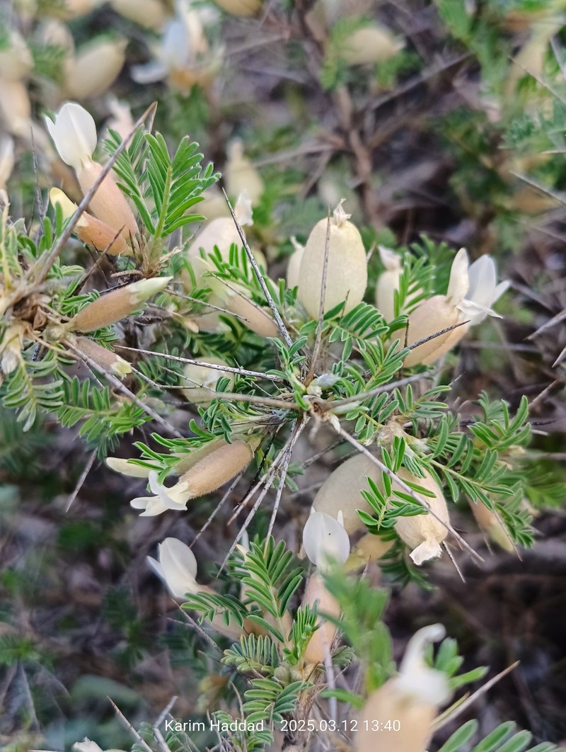 Astragalus armatus subsp. numidicus photo 2