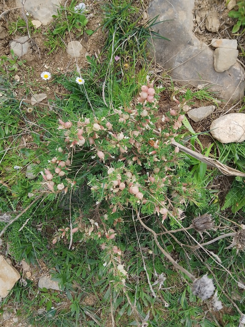 Astragalus armatus subsp. numidicus photo 3