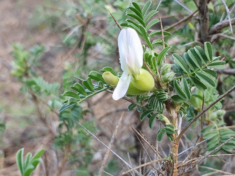 Astragalus armatus subsp. numidicus photo 4