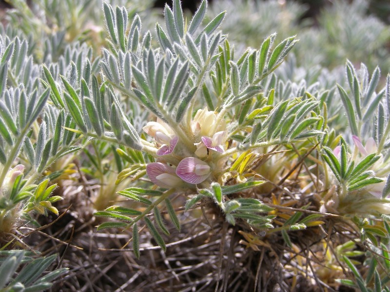 Astragalus arnacantha