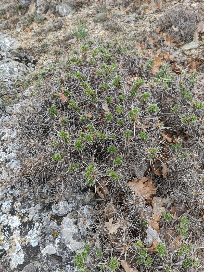 Astragalus arnacantha photo 2