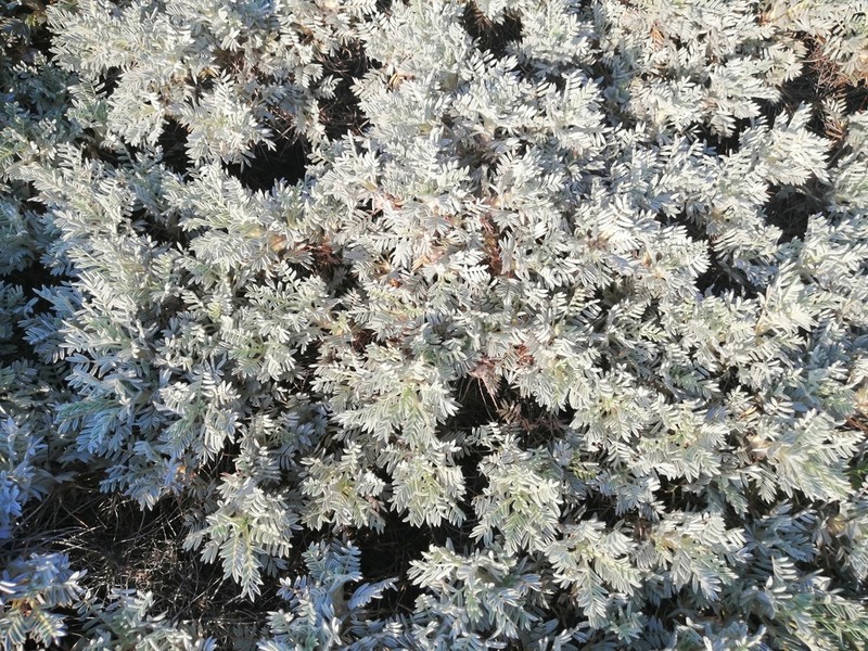 Astragalus arnacantha photo 3