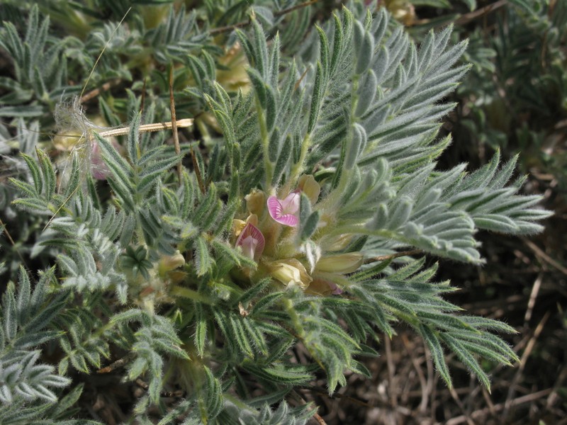 Astragalus arnacantha photo 4