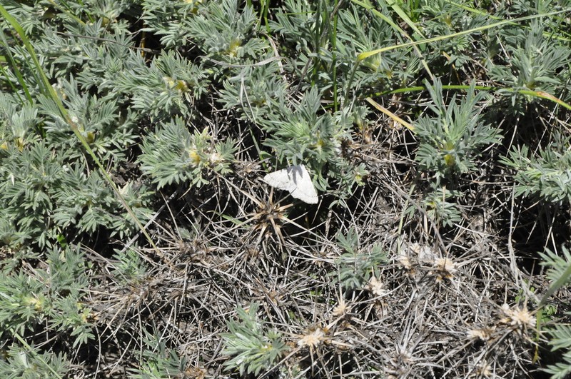 Astragalus arnacantha photo 6