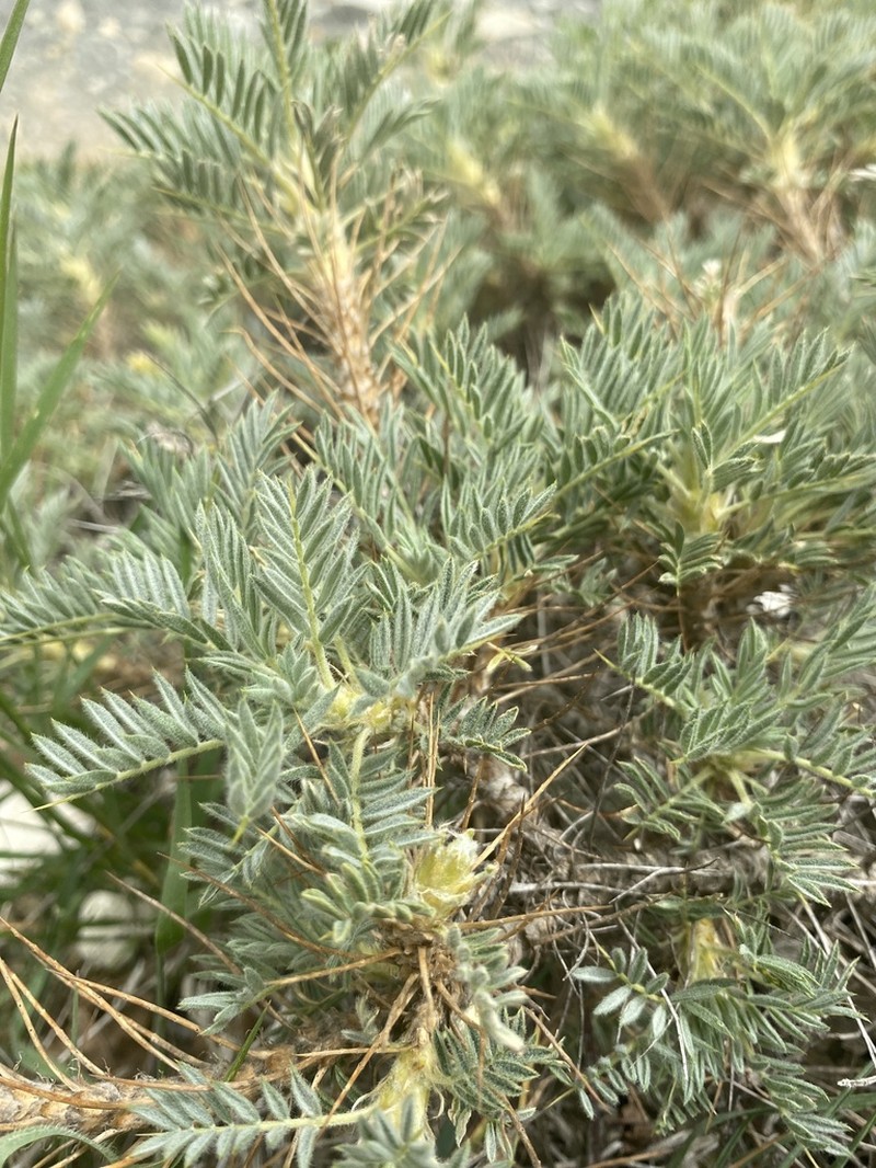 Astragalus arnacanthoides