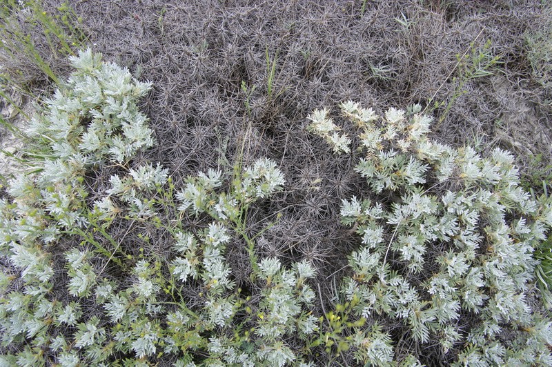 Astragalus arnacanthoides photo 2