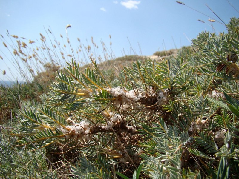 Astragalus arnacanthoides photo 3