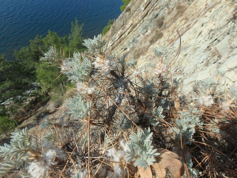 Astragalus arnacanthoides photo 4