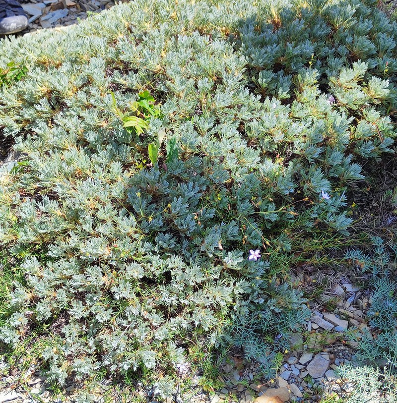 Astragalus arnacanthoides photo 5