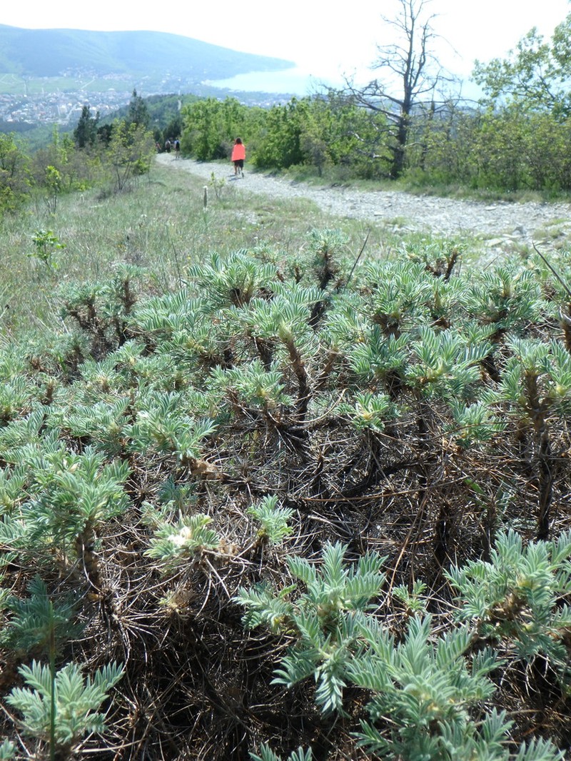 Astragalus arnacanthoides photo 6
