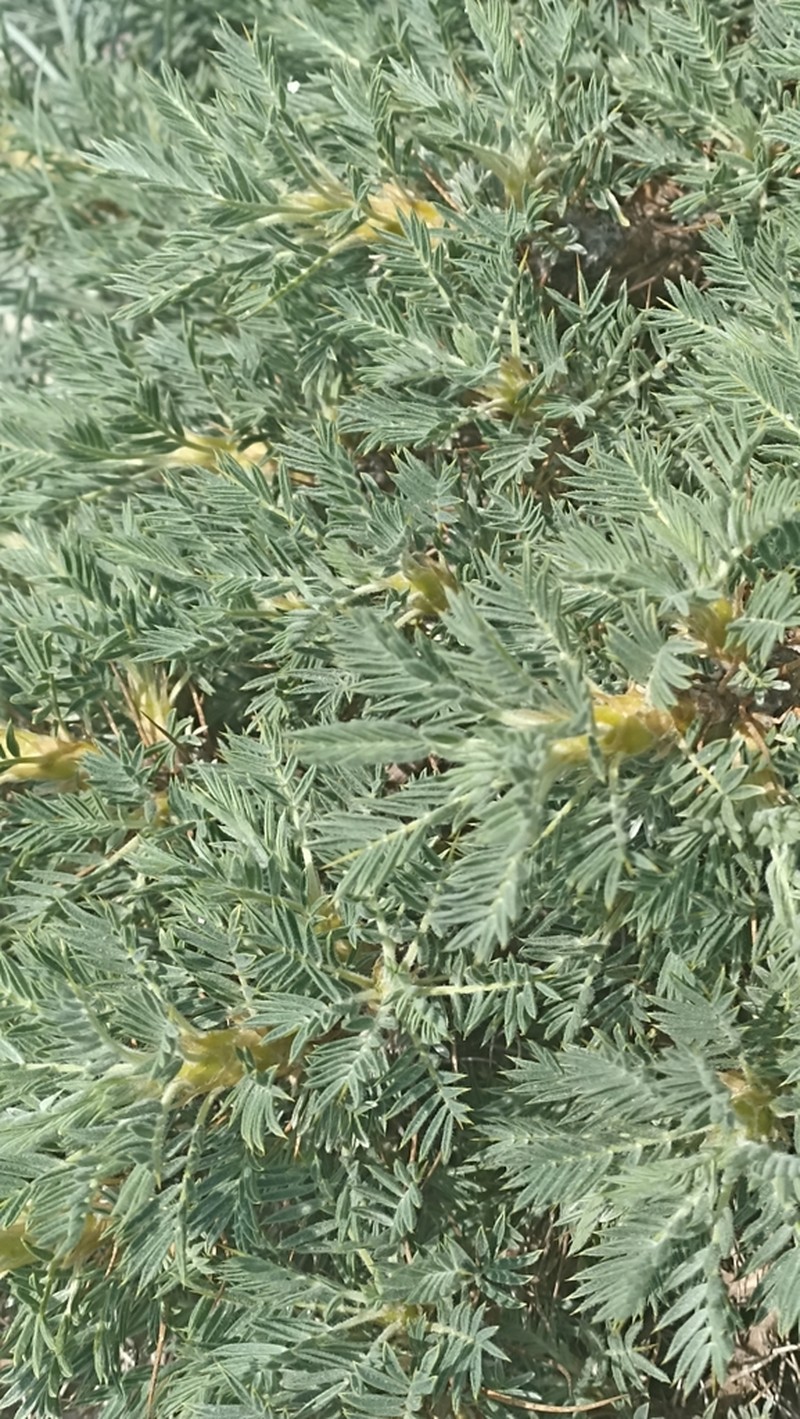 Astragalus arnacanthoides photo 7