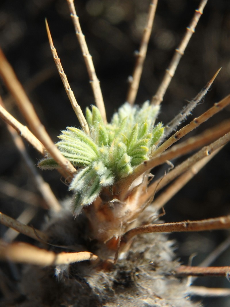 Astragalus arnacanthoides photo 8