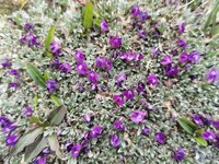 Astragalus arnoldi