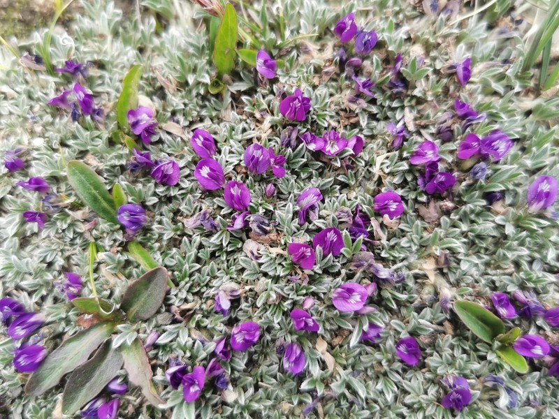 Astragalus arnoldi