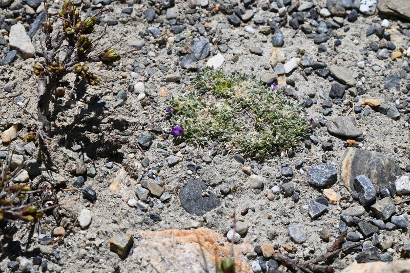 Astragalus arnoldi photo 2