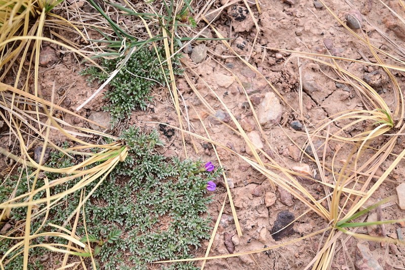 Astragalus arnoldi photo 3