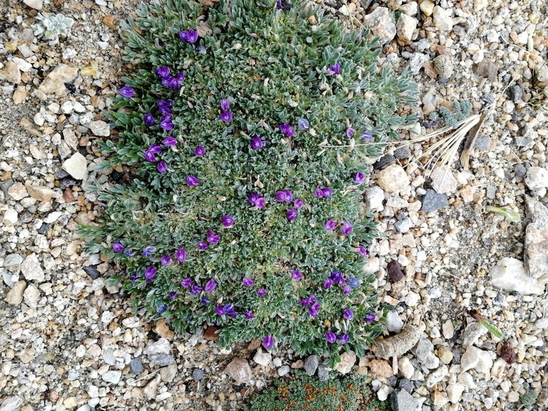 Astragalus arnoldi photo 4