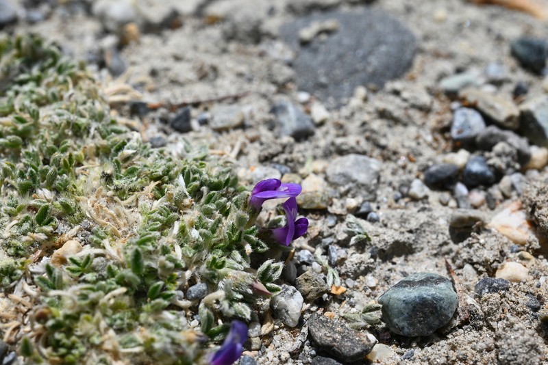 Astragalus arnoldi photo 5