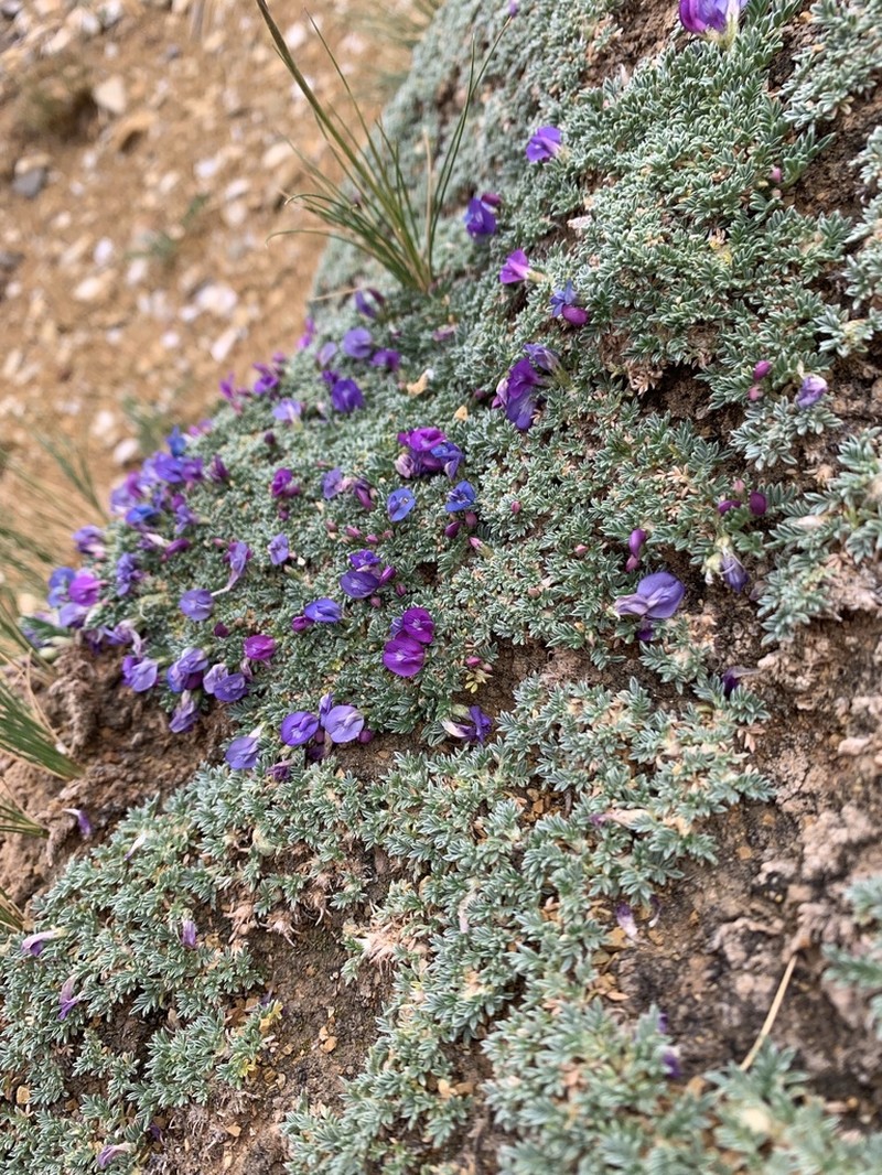 Astragalus arnoldi photo 6