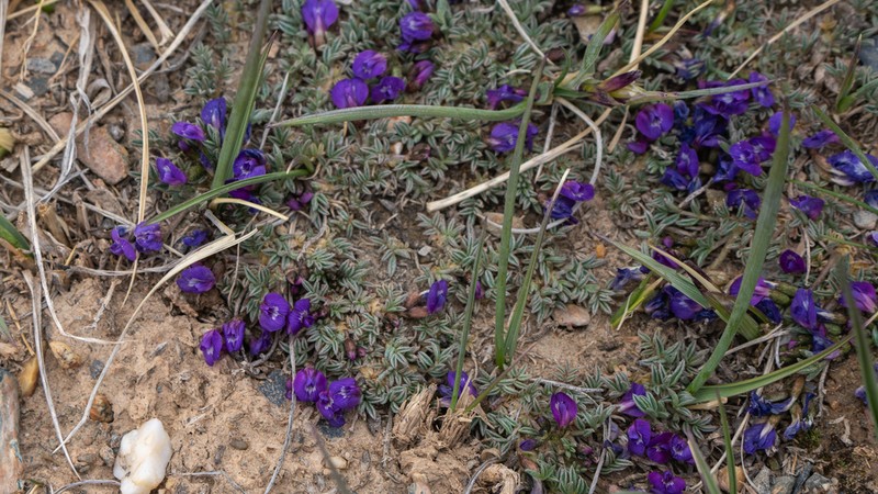 Astragalus arnoldi photo 8