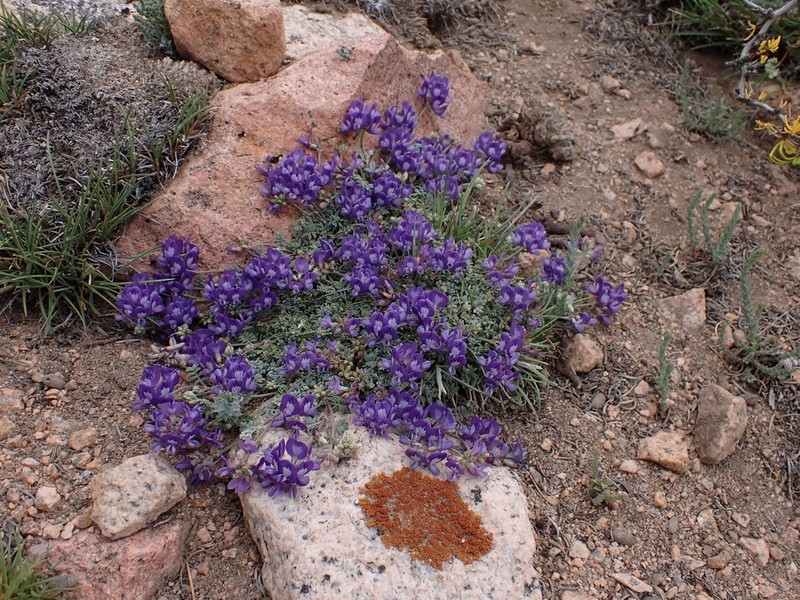 Astragalus arnottianus photo 2