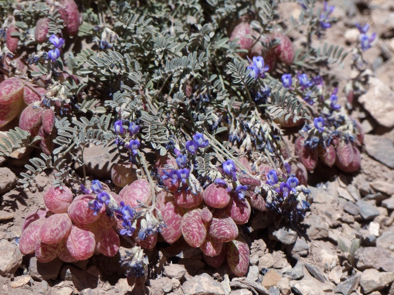 Astragalus arnottianus photo 3