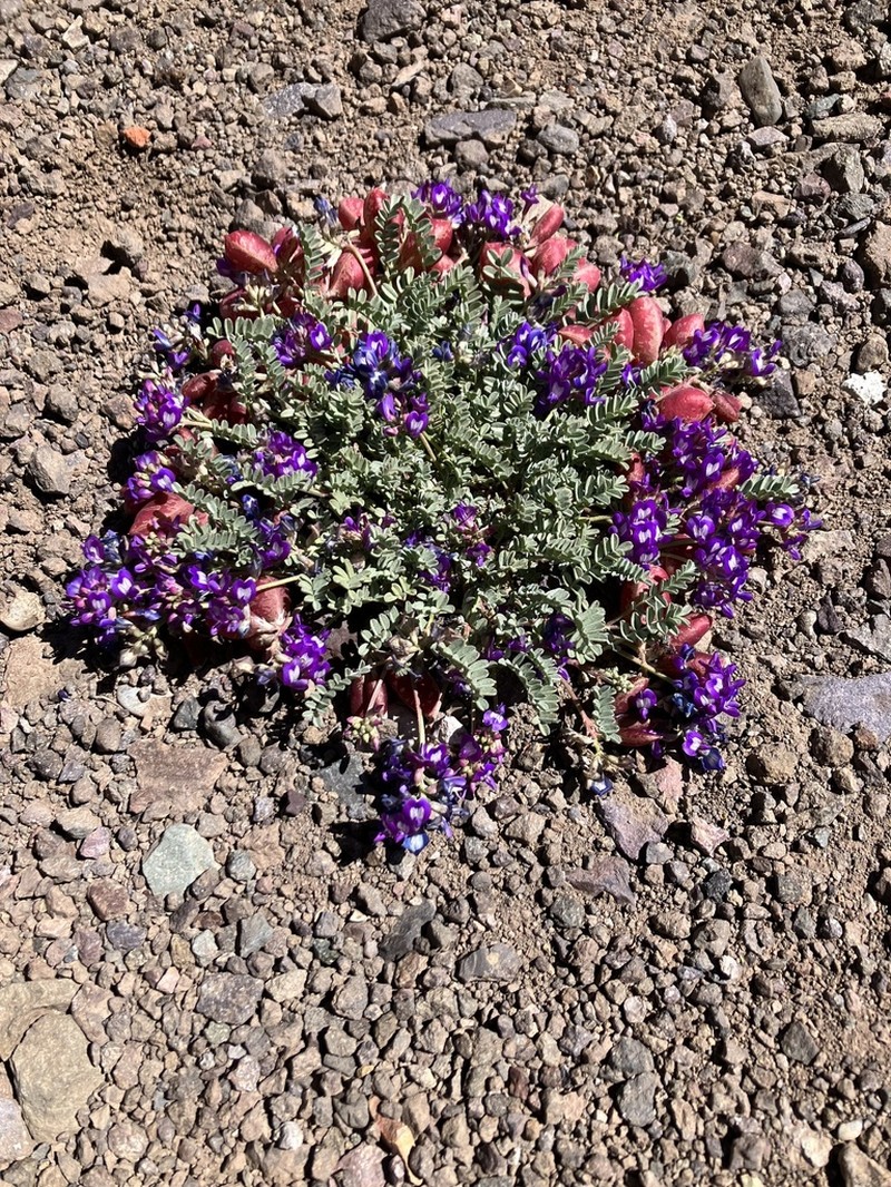 Astragalus arnottianus photo 4