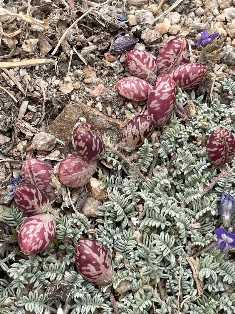 Astragalus arnottianus photo 5