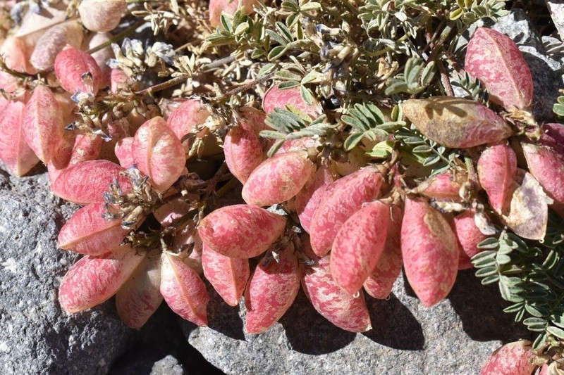Astragalus arnottianus photo 6