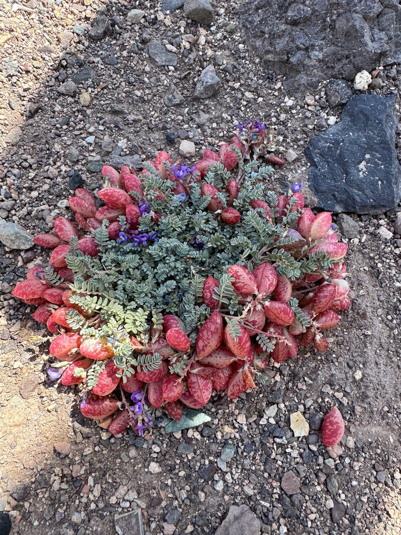 Astragalus arnottianus photo 7
