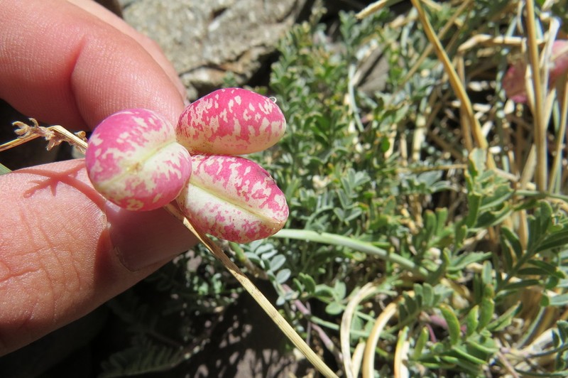 Astragalus arnottianus photo 8