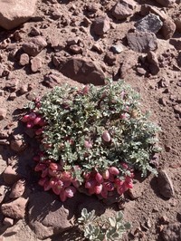 Astragalus arnottianus