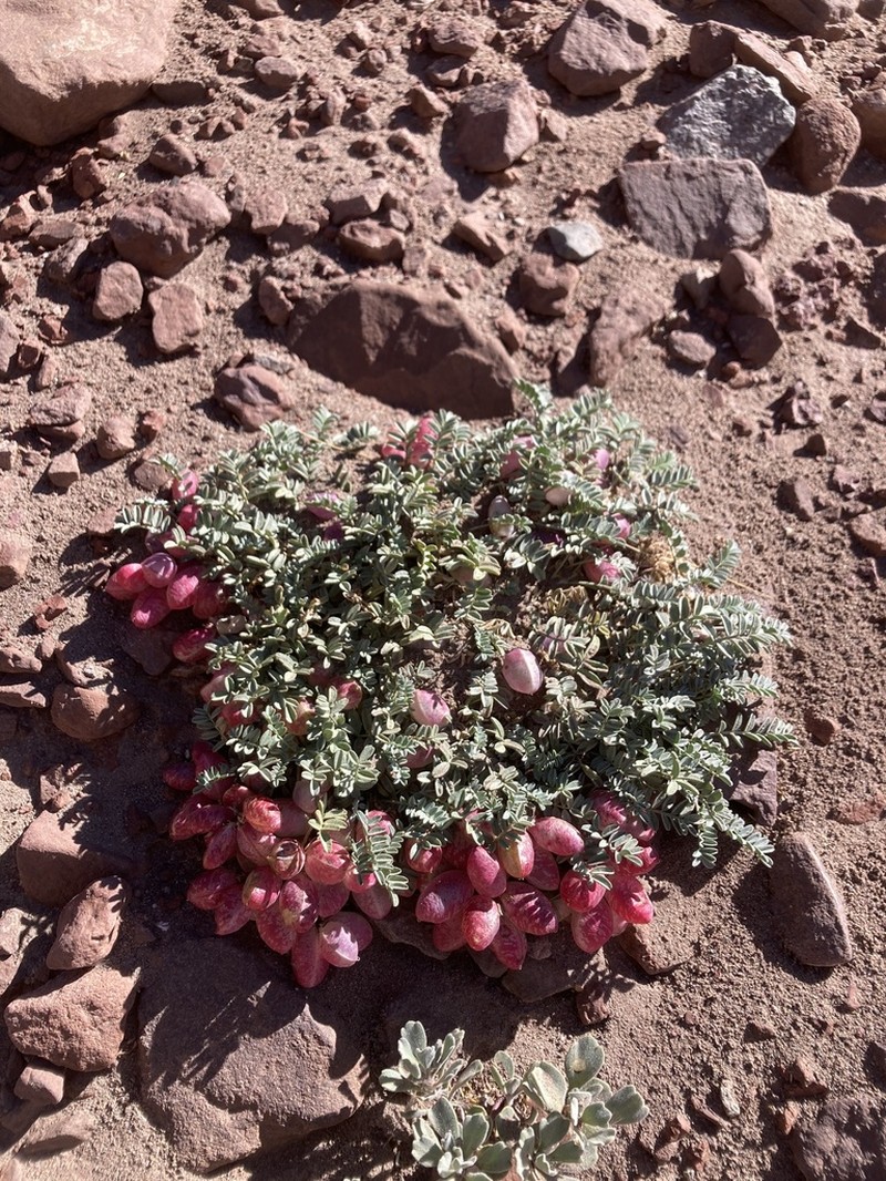 Astragalus arnottianus