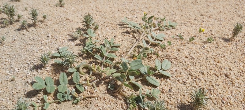 Astragalus arpilobus photo 4