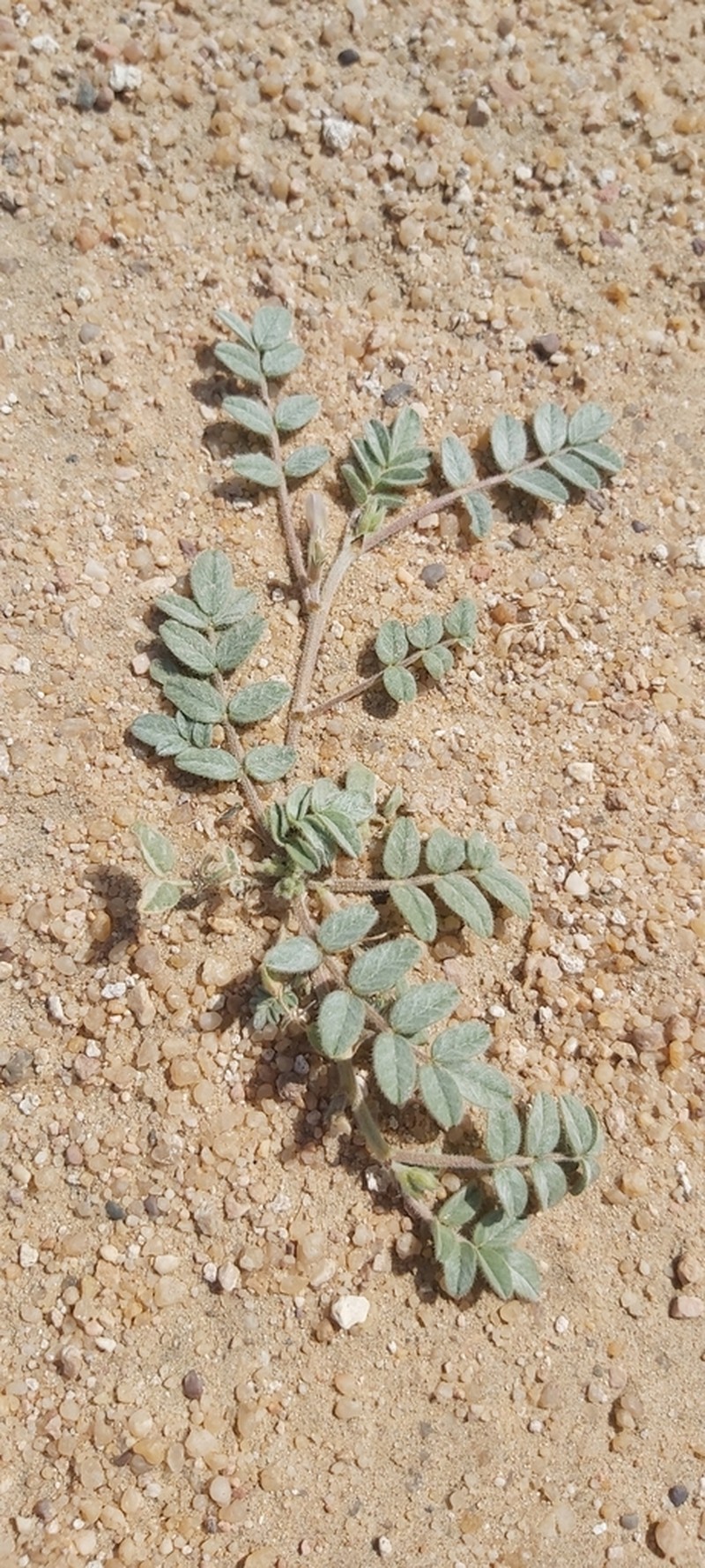 Astragalus arpilobus photo 5