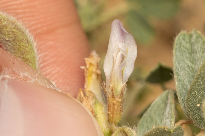Astragalus arpilobus photo 6