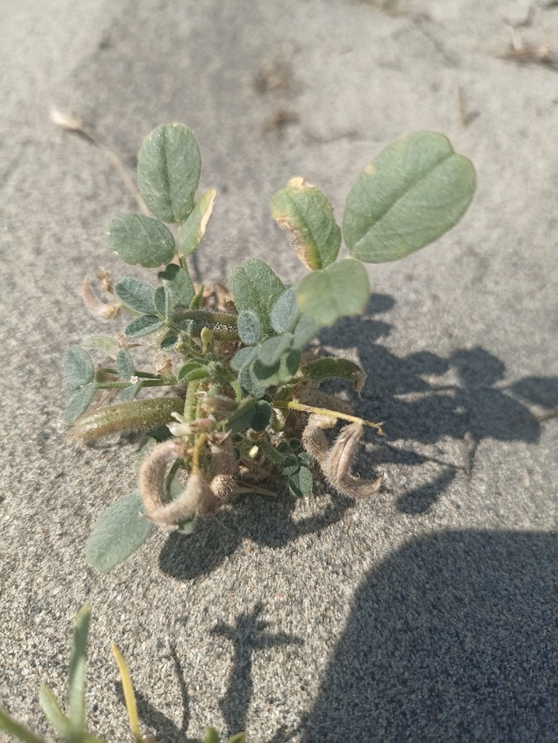 Astragalus arpilobus photo 7