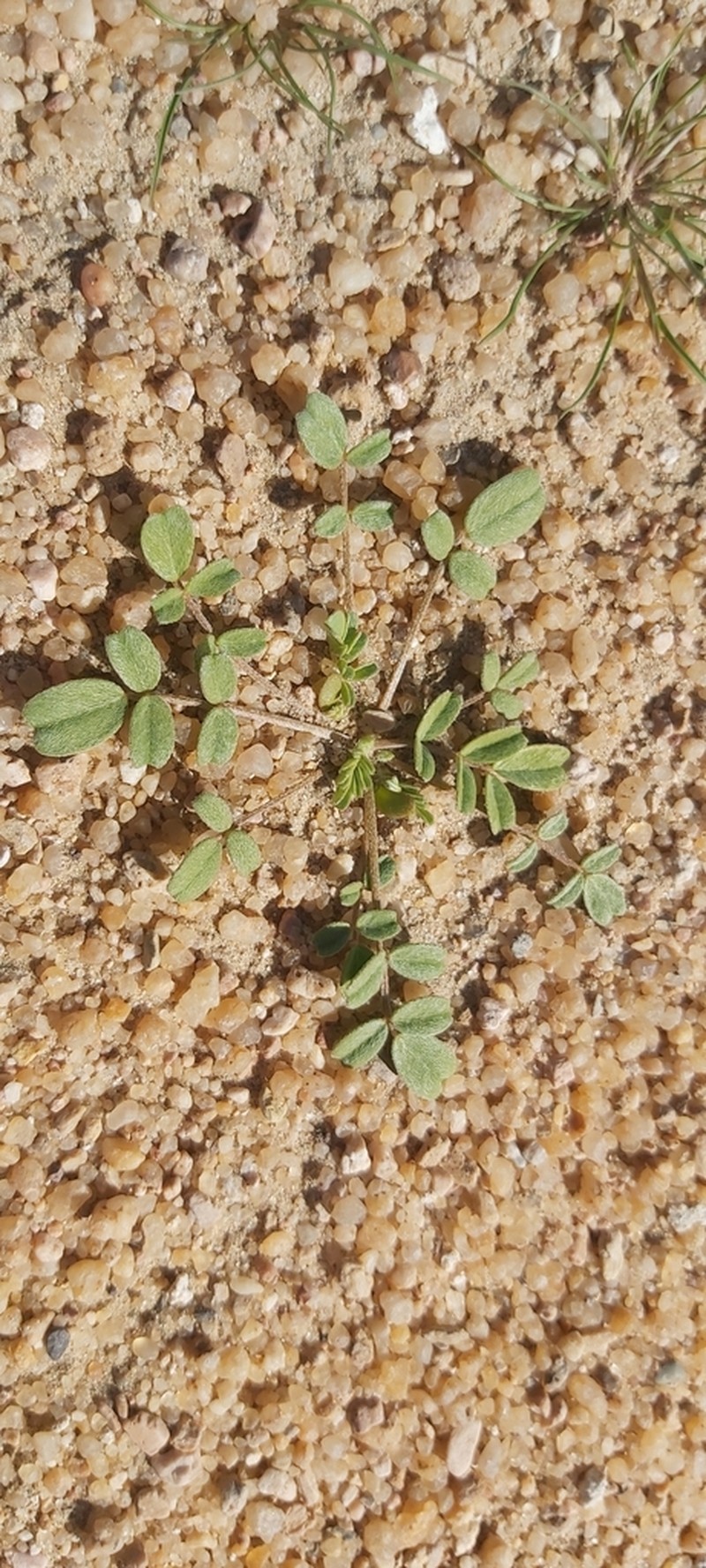 Astragalus arpilobus photo 8