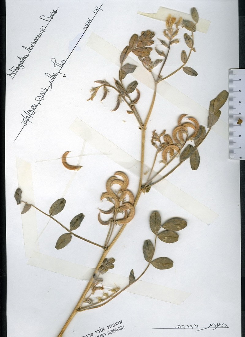 Astragalus arpilobus