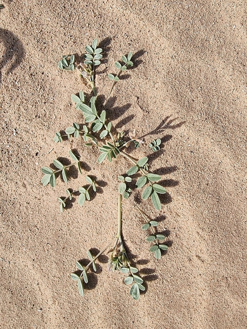Astragalus arpilobus photo 2