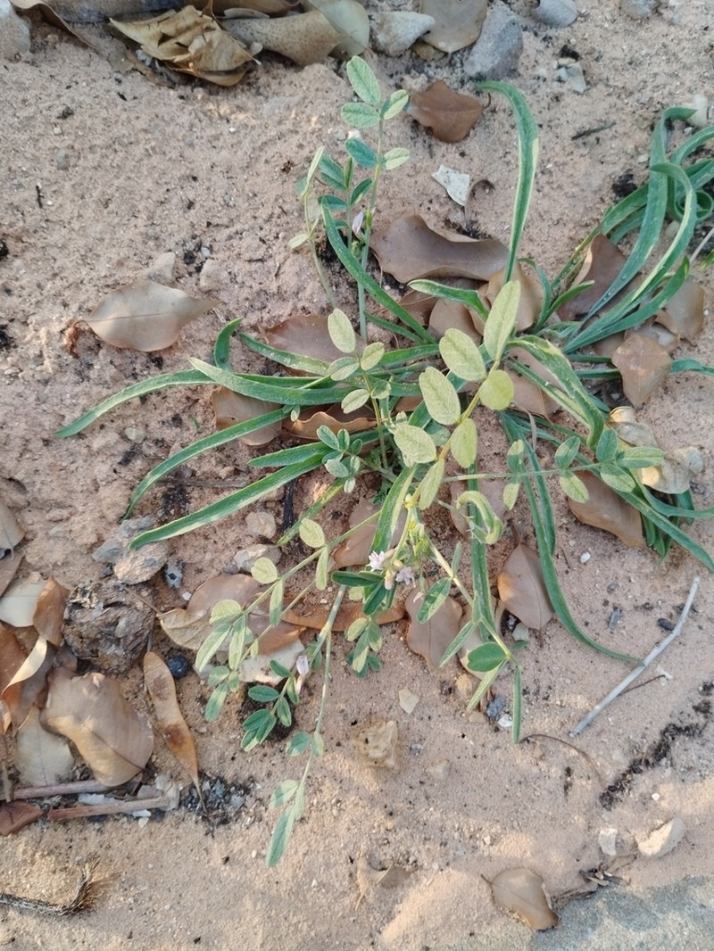 Astragalus arpilobus photo 3