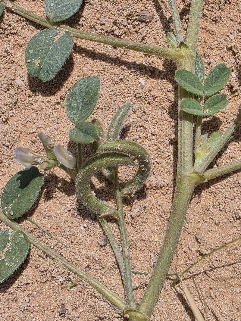 Astragalus arpilobus subsp. hauarensis